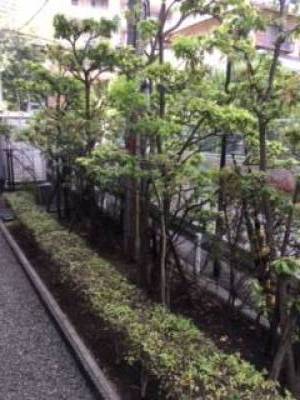 東側ベランダと道路の間の
植栽
