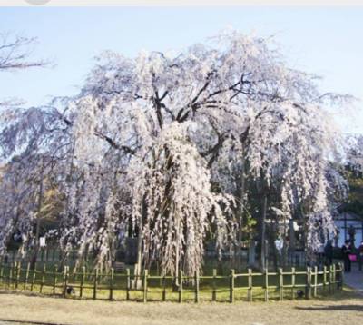 足羽山公園の桜。マンション前の桜も見事です。
