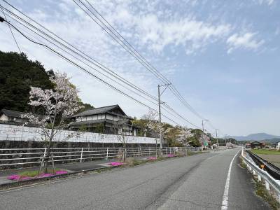 全面道路。春にはピンクのお花が道を彩ります。