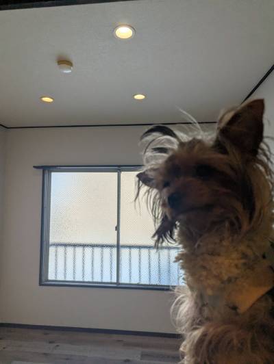 ルウナはダウンライトのお部屋が好きです☆