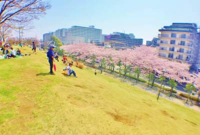 すぐ前の「富士公園」は江戸富士、お花見、BQ、園内トレイン等