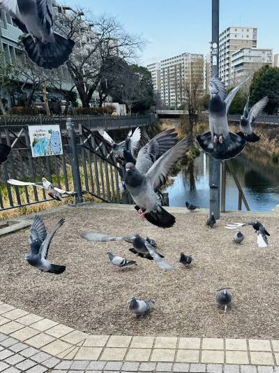 紅葉の季節は川沿いの散歩がお勧めです♪