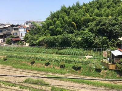 北側の野菜畑　現地にて新鮮野菜販売されてます。　
