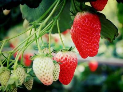 イチゴ狩りも近く

