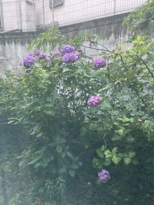 庭に朝顔が咲きました。