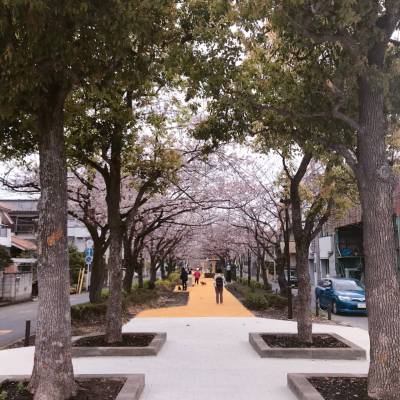 目の前に緑道があります。春の桜並木は壮観です。