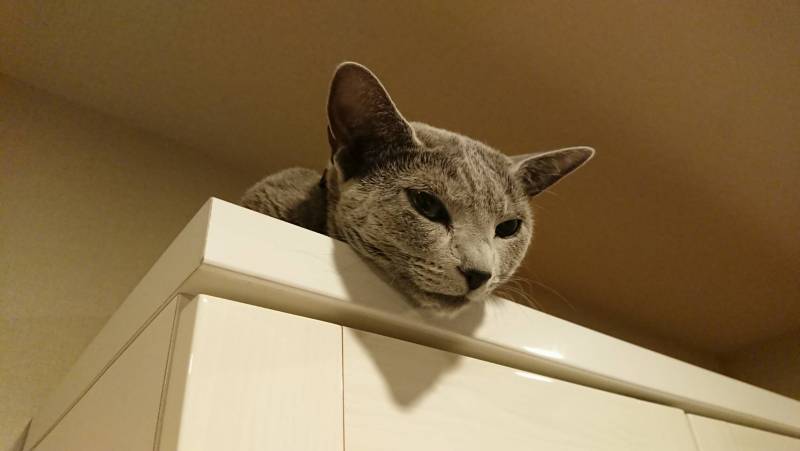 猫ちゃんも一緒に暮らせる超希少な物件です！！