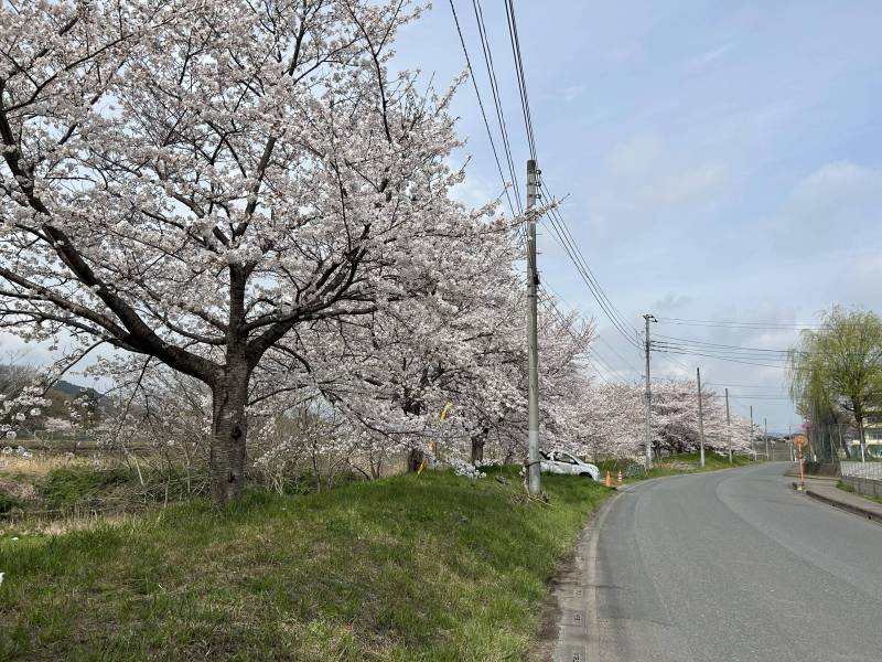 目の前の道路は、春は桜並木になります☆