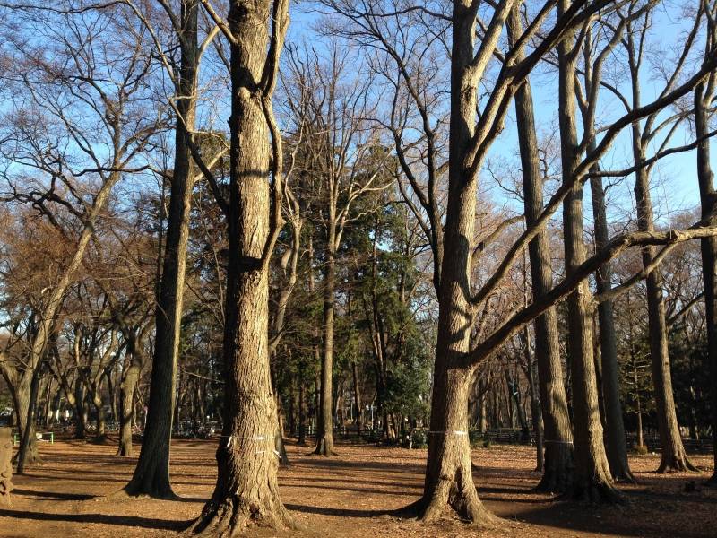 吉祥寺駅まで公園を通って11分
