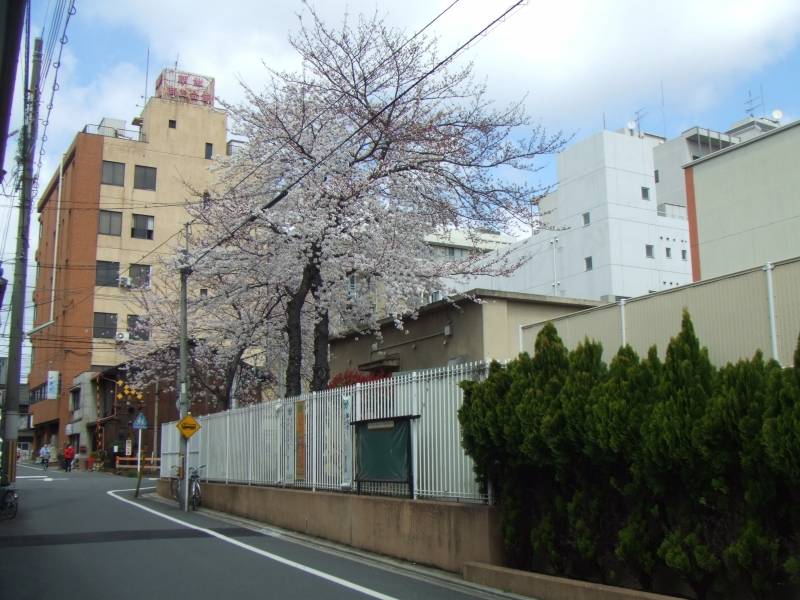 前の通りの春　小学校の桜が綺麗です。