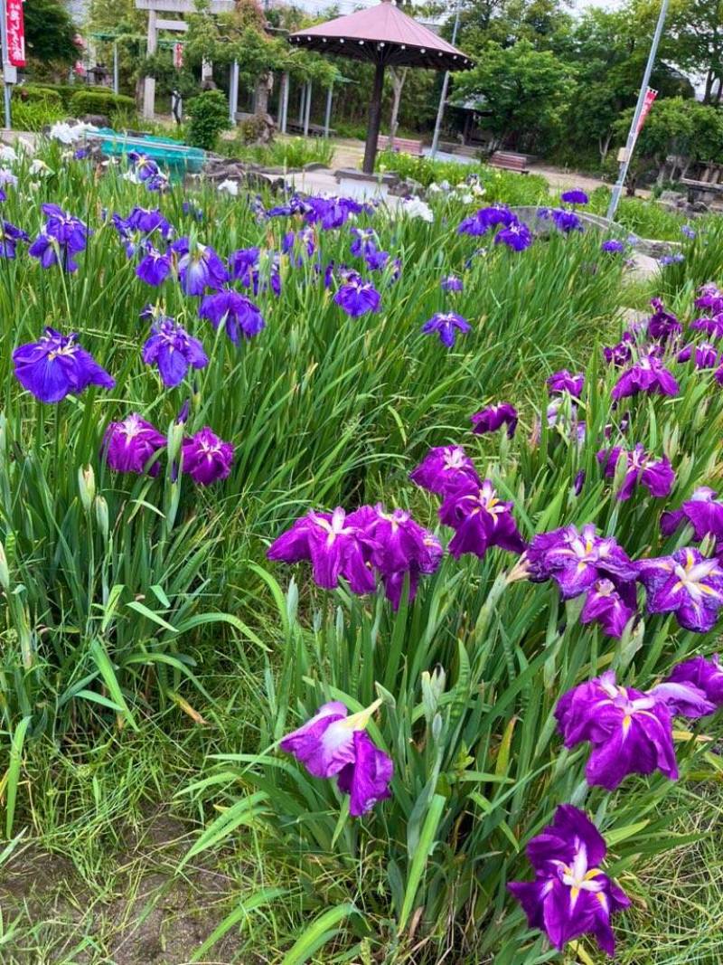 知立神社では、時期になるときれいな菖蒲が見れます