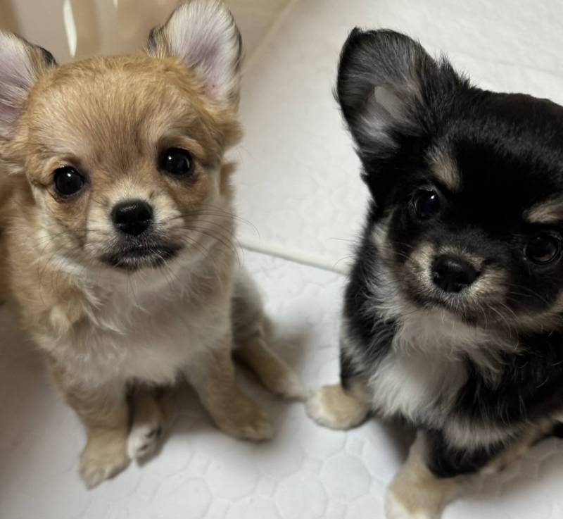 ペット可物件だから小型犬や猫は1匹飼育OK♪