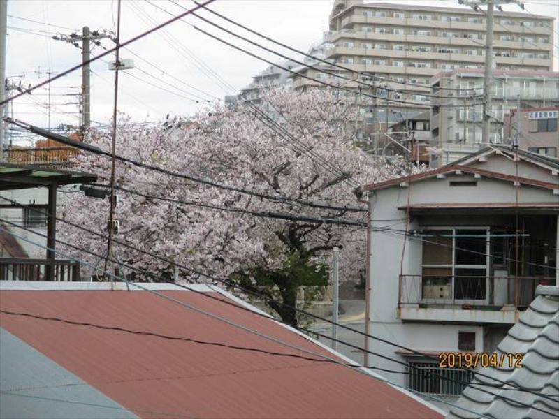 春は窓から桜が見える部屋(東面）があります。