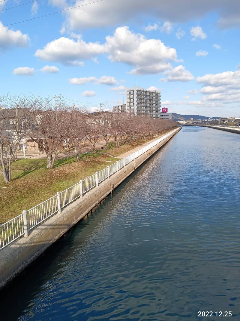 運河沿いの桜並木の散歩コース