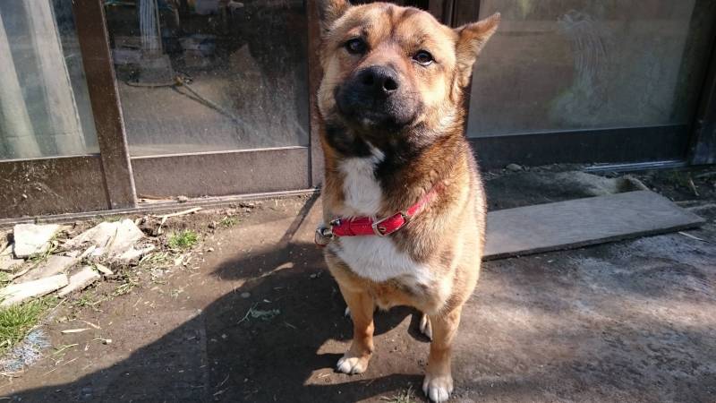 隣の家のワンちゃんです。尻尾を振って寄ってきます！