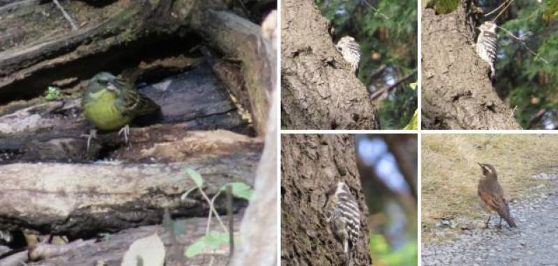 &ldquo;上和田野鳥の森&rdquo;散策で自然も楽しめます♪