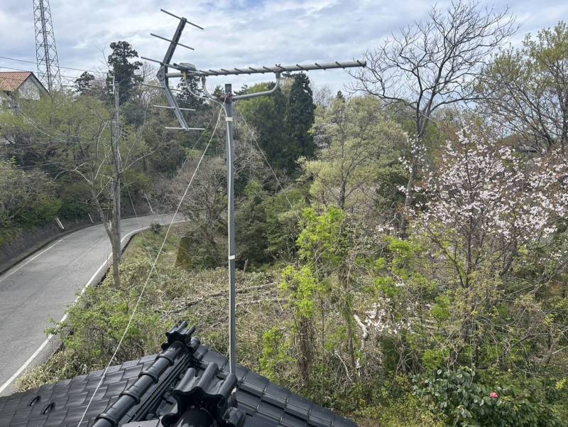 今年も桜の花が咲きました。