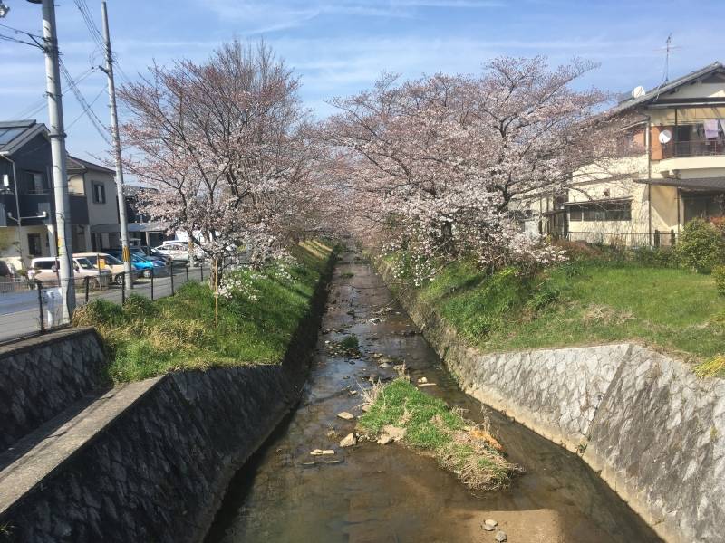 徒歩１分で馬坂川の桜並木、春は最高です！　