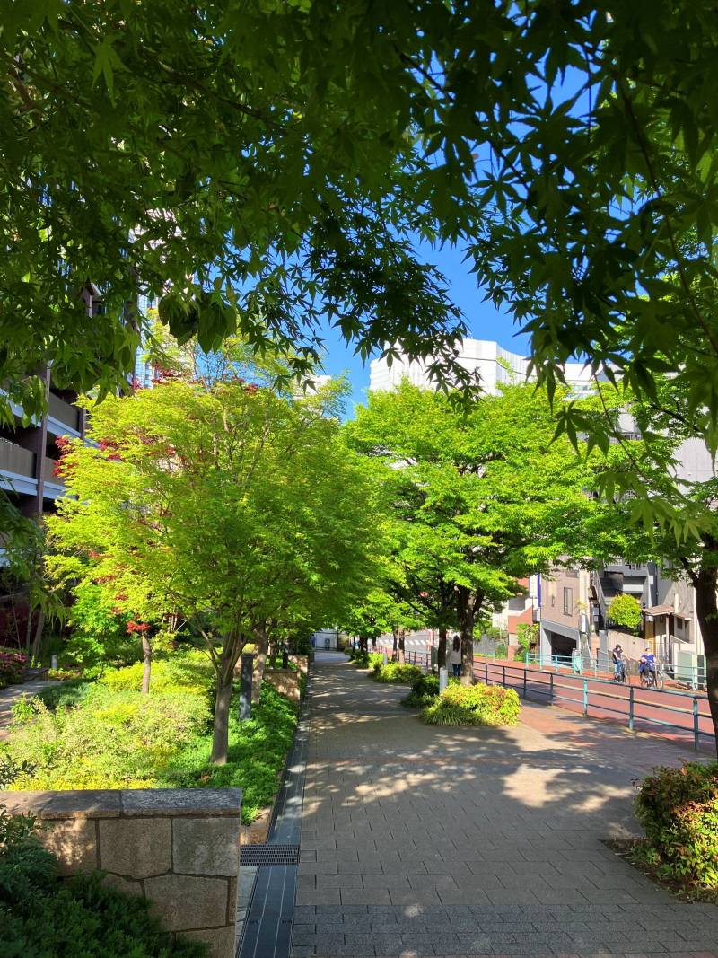 初夏のもみじ坂