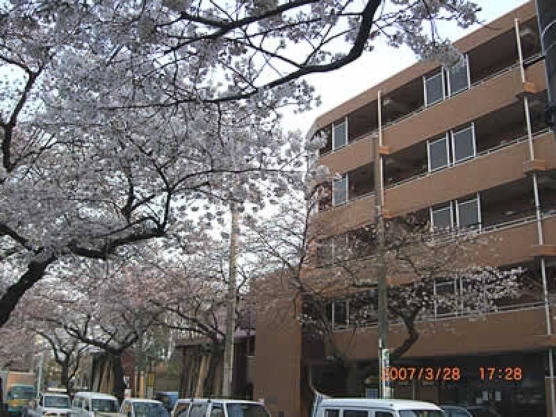 マンションフロント桜