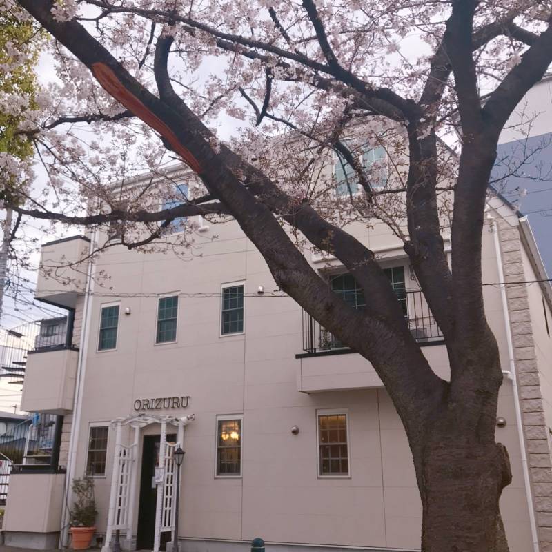 建物の東側に桜並木があります。