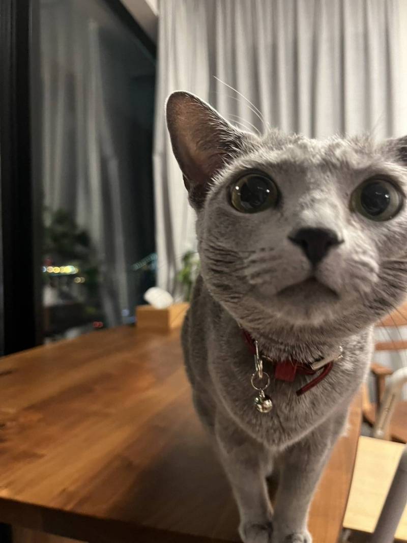 猫ちゃんも一緒に暮らせる超希少な物件です！！