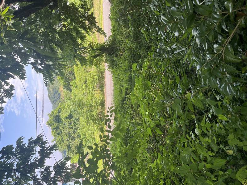 直射日光から守られた家庭菜園用地はほったらかし農法向き