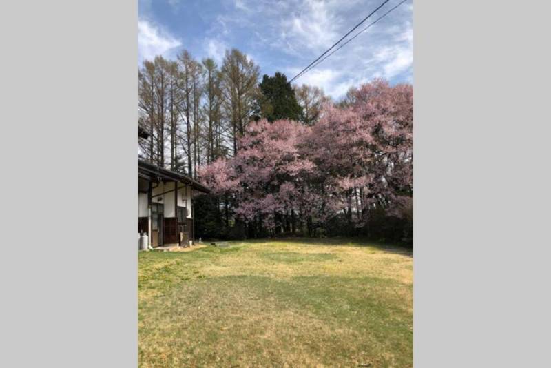 春には桜も見ることができます。