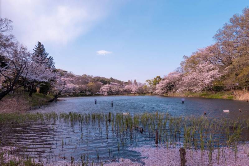 三ツ池公園1.1km