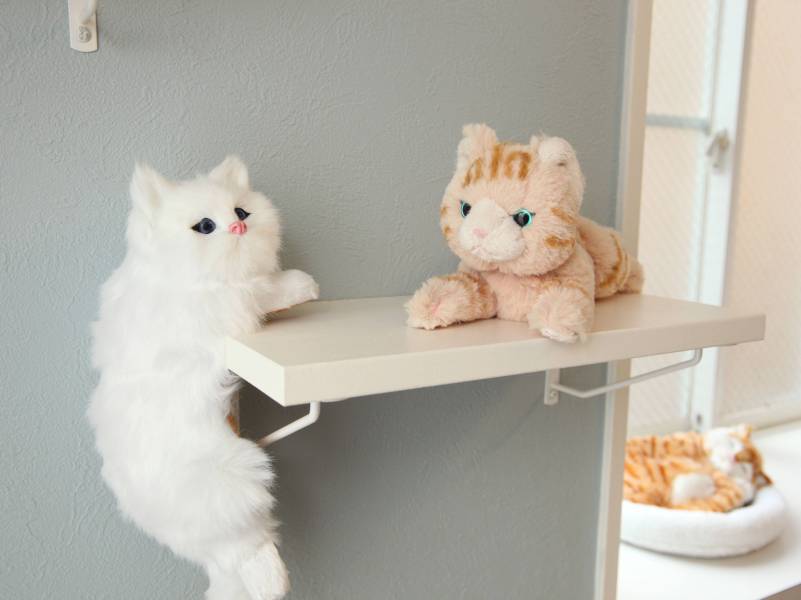 猫ちゃん２匹まで飼育できます！