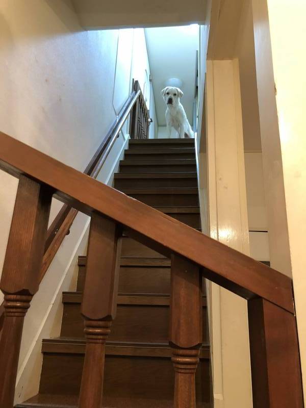 玄関　2階階段