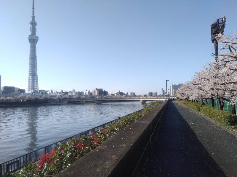 春は桜並木を見ながら通勤！夏は花火なんかをしています。