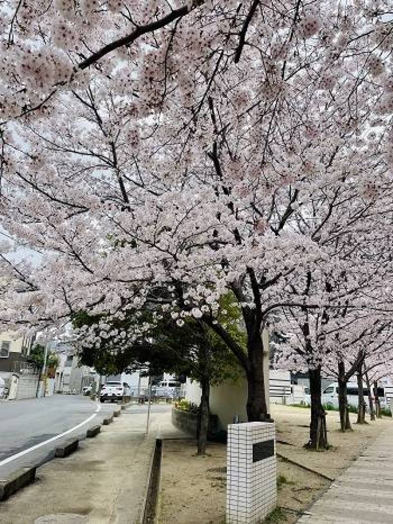 近くの公園
花咲公園