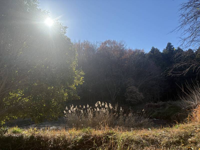 冬&hellip;水が減ってしまったものの小鳥たちの集う溜池