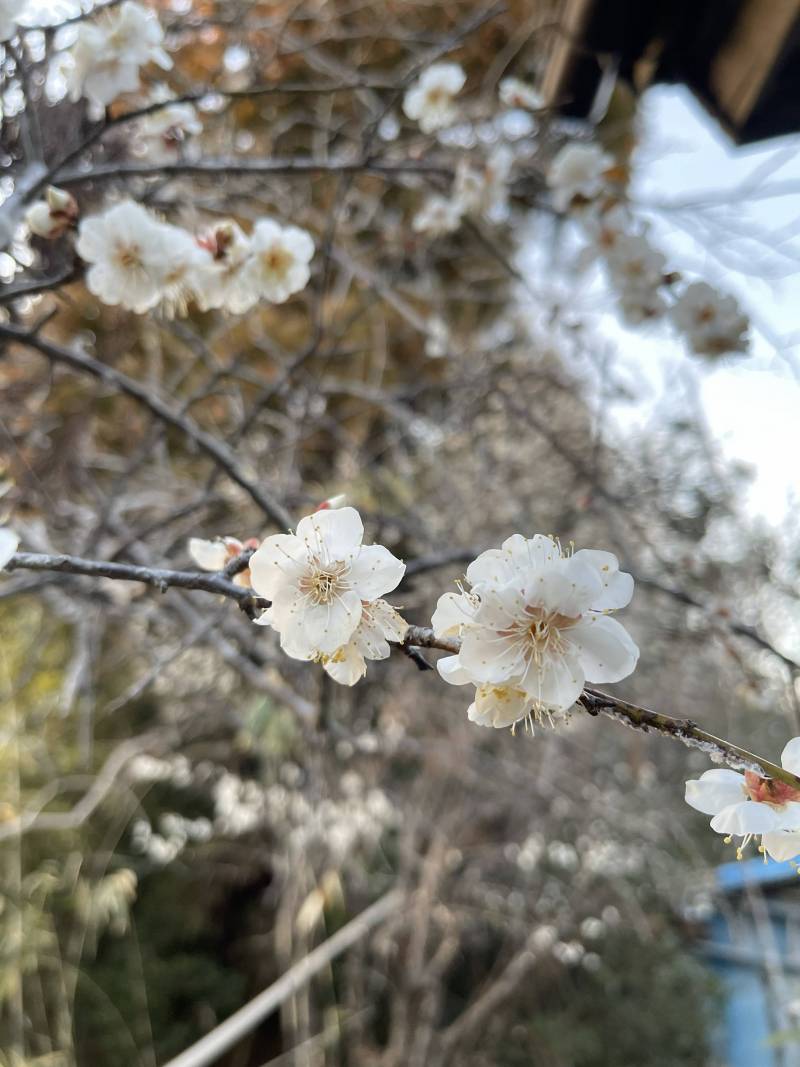 2/5　梅が満開です