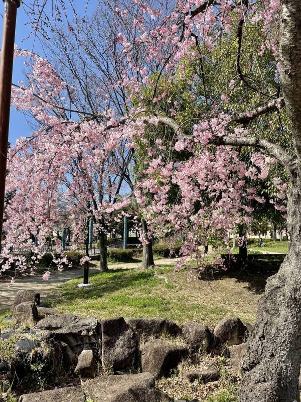 浅香中央公園　春には桜が綺麗です。 四季を楽しめる穴場！