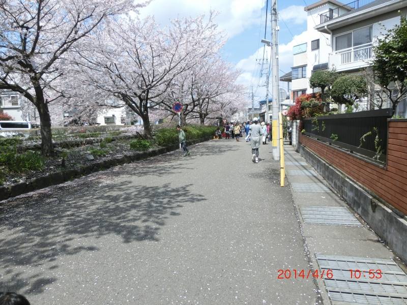 二ヶ領の桜