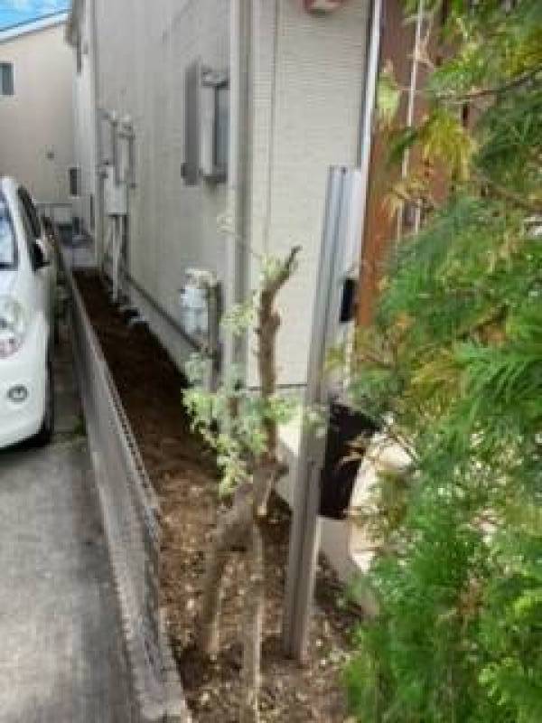 東側バックヤード