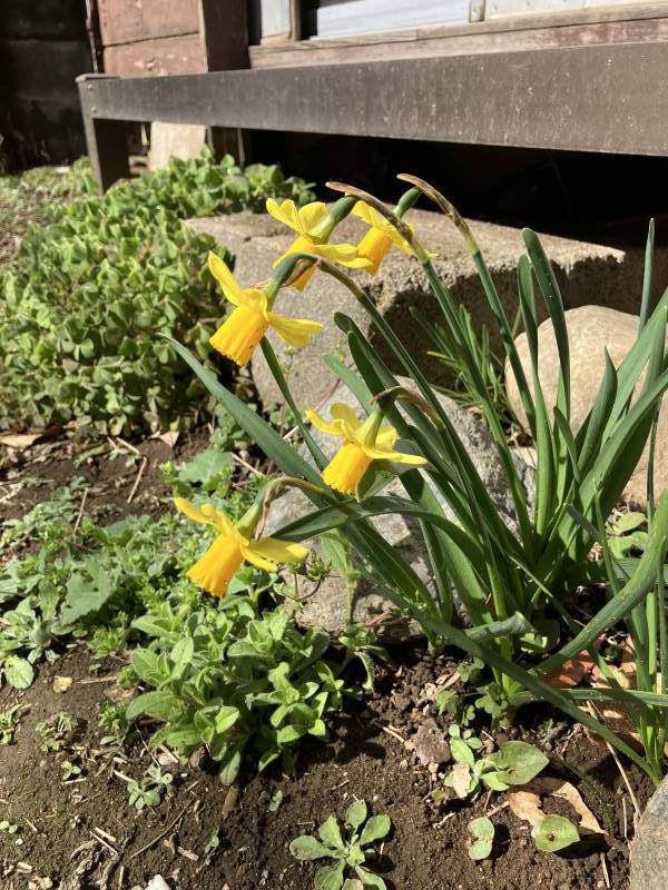 お庭があるので、家庭菜園や花壇など自由にお使い頂けます