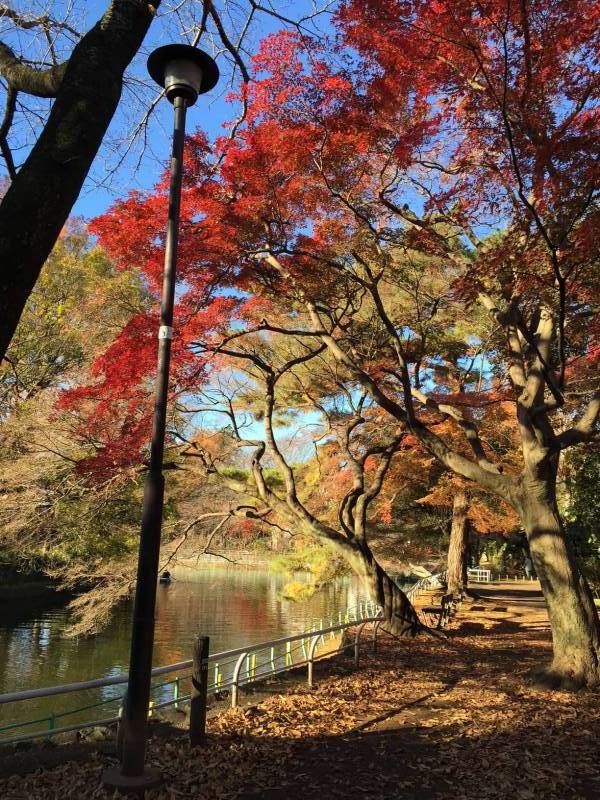 近くには武蔵関公園があります。マラソンやお散歩にどうぞ！
