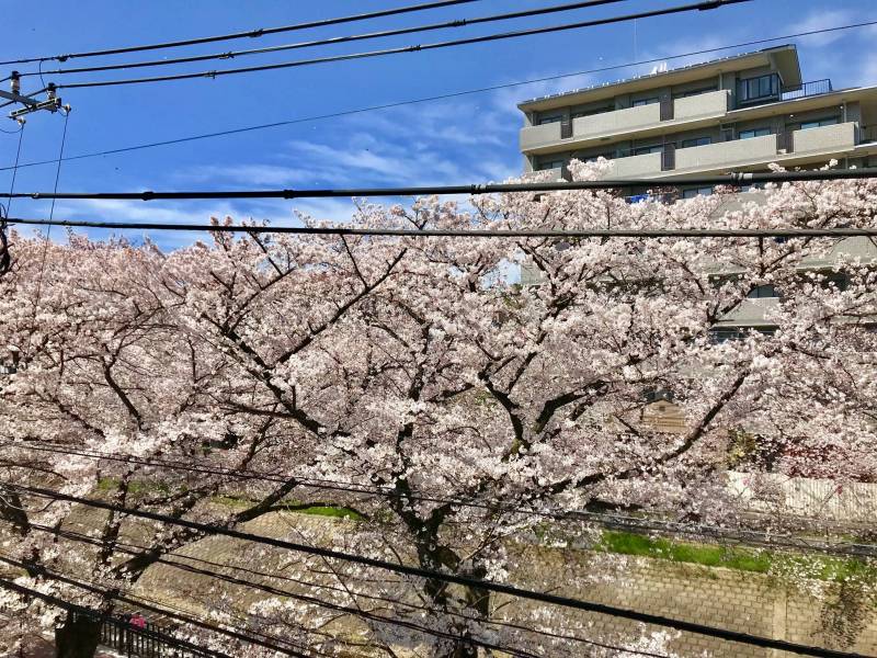 出窓からの眺望。春には室内でお花見ができます