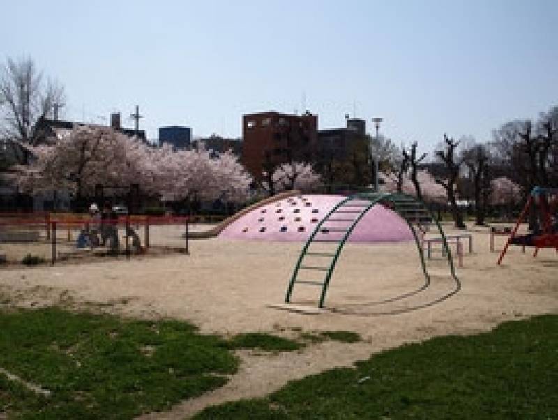 近隣公園、春には桜が満開です！