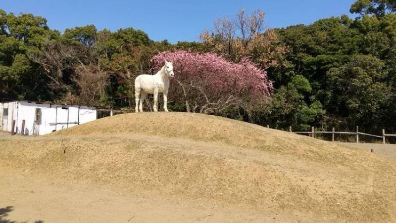 歩いていける距離に乗馬クラブがあります。