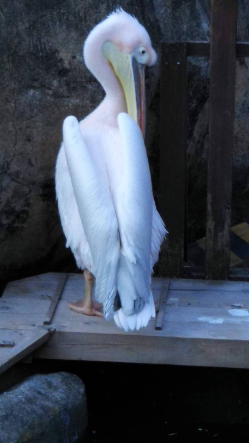 お出迎え役の モモイロペリカン 横浜金沢動物園（車で２０分）