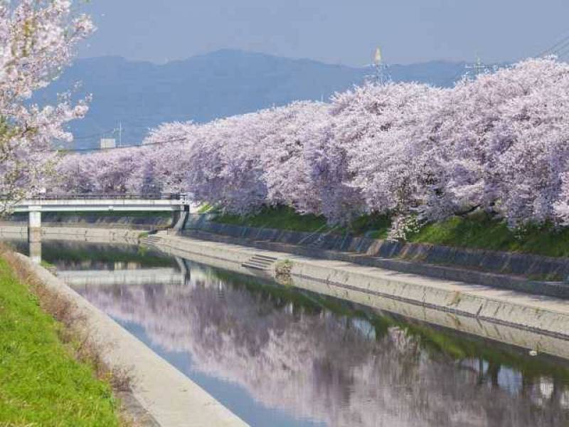 前川堤の桜並木・・・徒歩で花見に行けます。