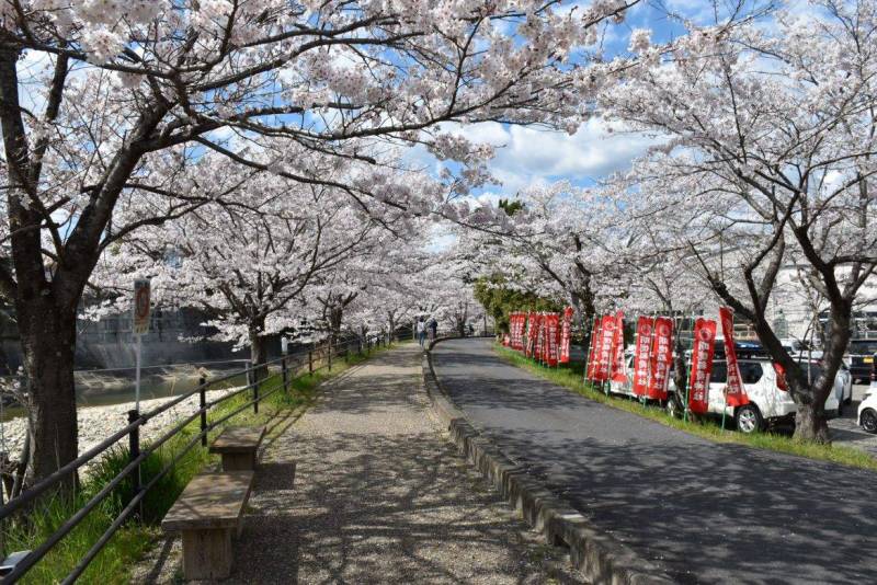 土岐川添いは桜の名所です。物件から徒歩2分程。