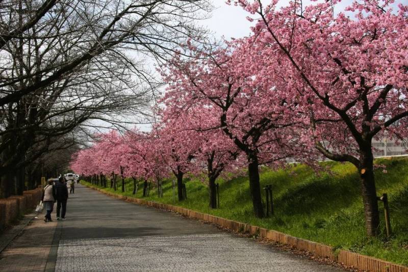 山崎公園沿いの河津桜並木、徒歩3分、約300m