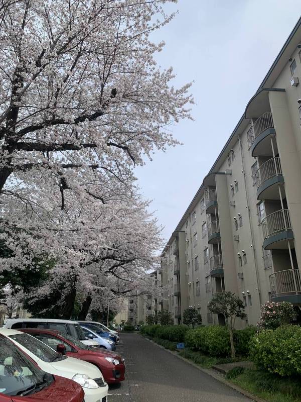 側に桜が沢山です。