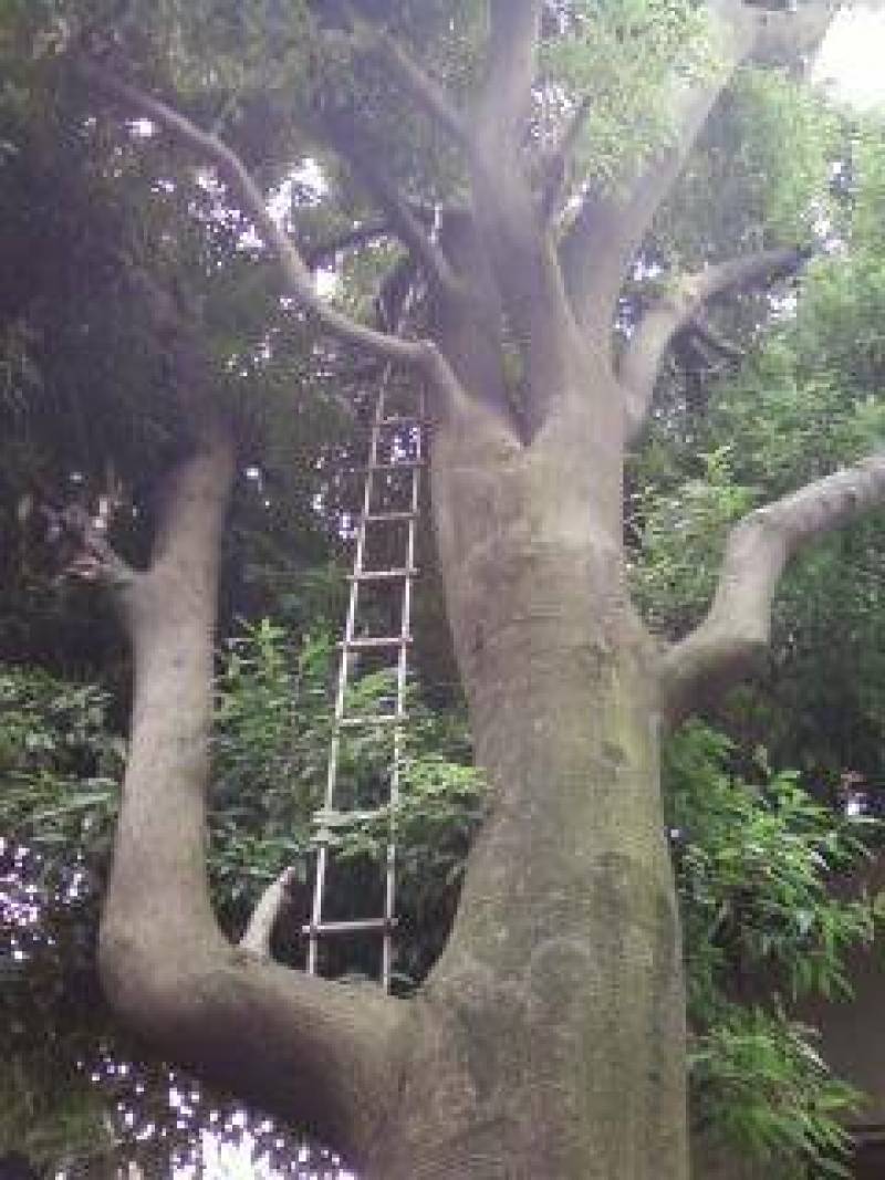 家の大樹
un grande albero in casa