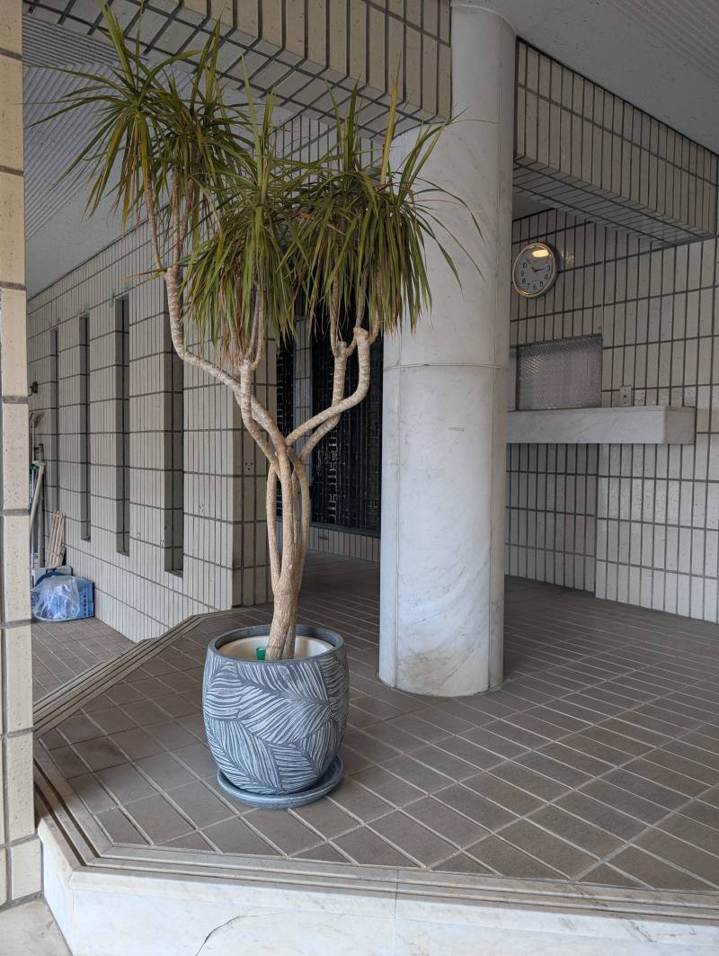 植物が配置されています